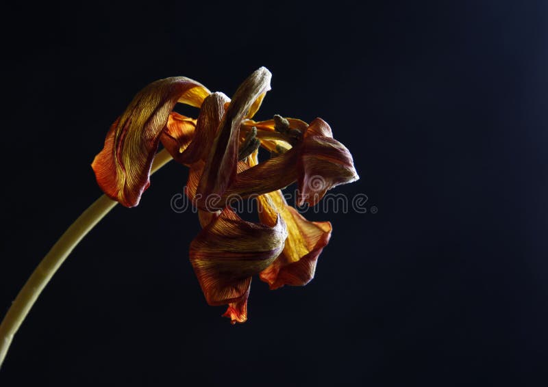 Dried tulip royalty free stock images