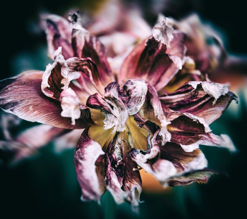 Dry tulips petals stock photo. Image of drooping, flora 116362500