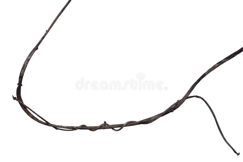 Dried twisted liana vine isolated on white background, clipping