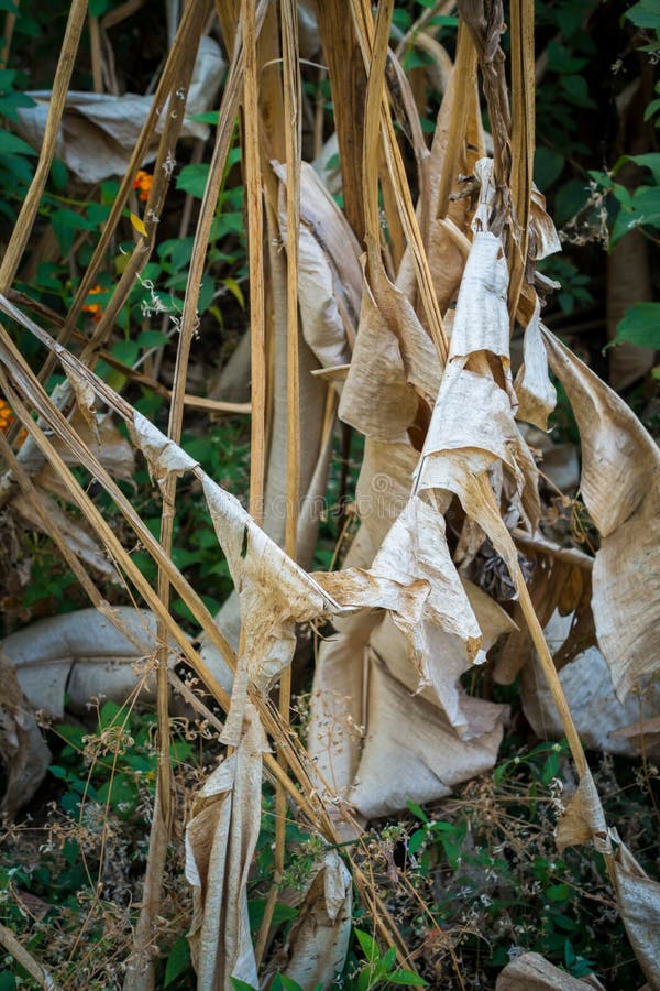 Dried up banana trees due to lack of water. Uttarakhand India