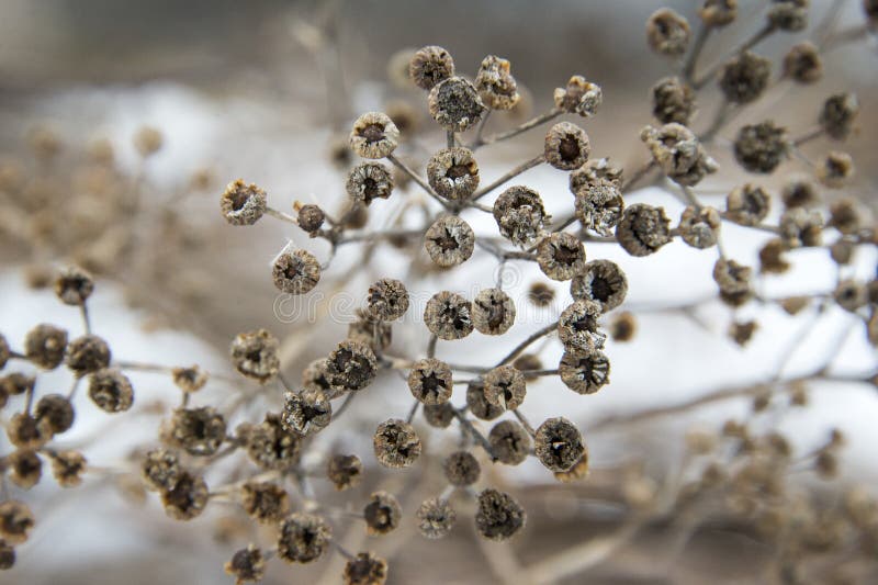 Dried up field of fall flowers. Blurred background. Space for copy. Beautiful dried field flowers stock images, royalty-free photos and pictures
