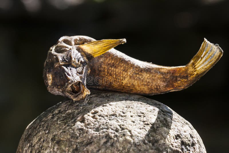 Dried up fish on a rock stock photo. Image of life, fish 75592406