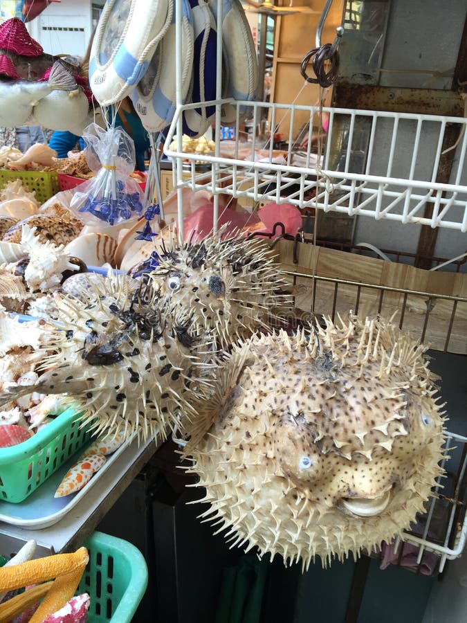 Dried Puffer fish stock photo. Image of rock, south, port 45197892