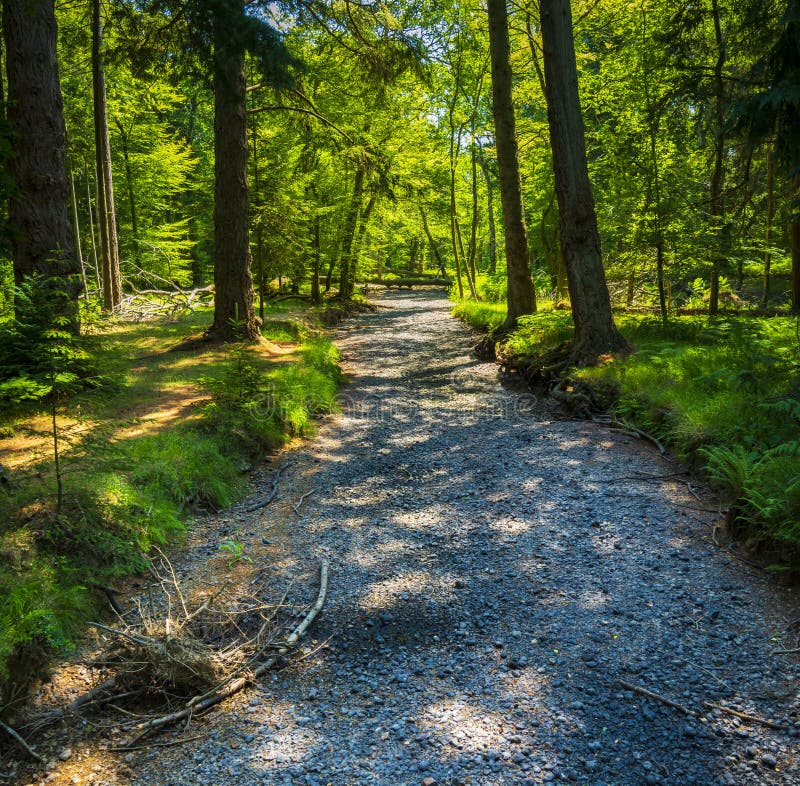 Dried Up River Bed in the New Forest Stock Photo - Image of drought ...