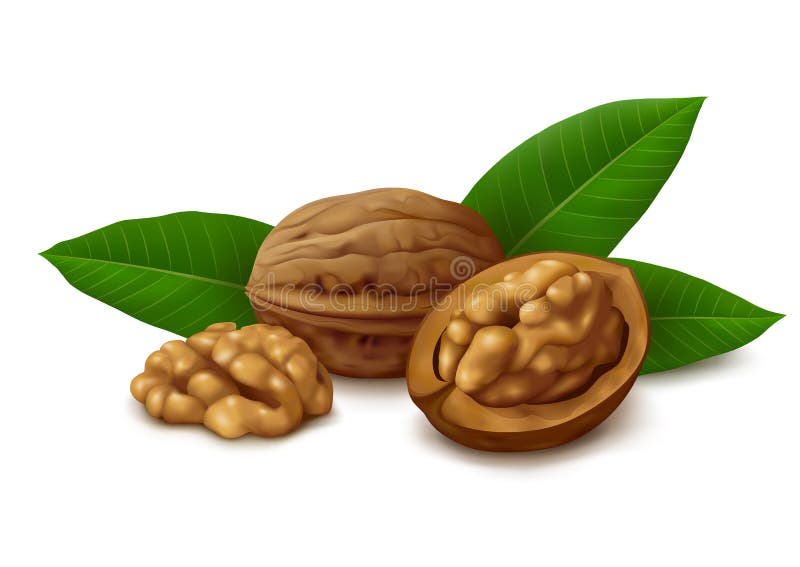 Dried walnuts with leaves on white background. Whole walnut, walnut kernel, peeled walnut half and leaves. Vector illustration stock illustration Dried walnuts with leaves on white background. Whole walnut, walnut kernel, peeled walnut half and leaves. Vector illustration stock illustration