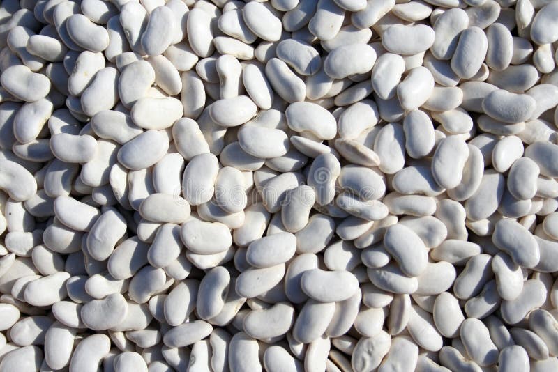 Dried white beans royalty free stock photos