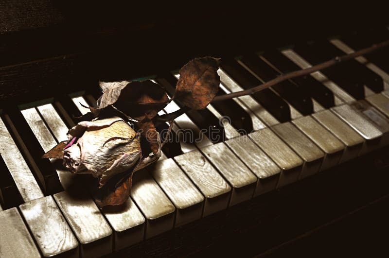Dried white rose on keyboard royalty free stock images