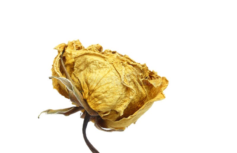 Dried yellow rose stock photo. Image of dried, flower 54628724