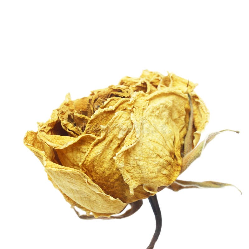 Dried yellow rose stock image. Image of love, dead, romance 54629911