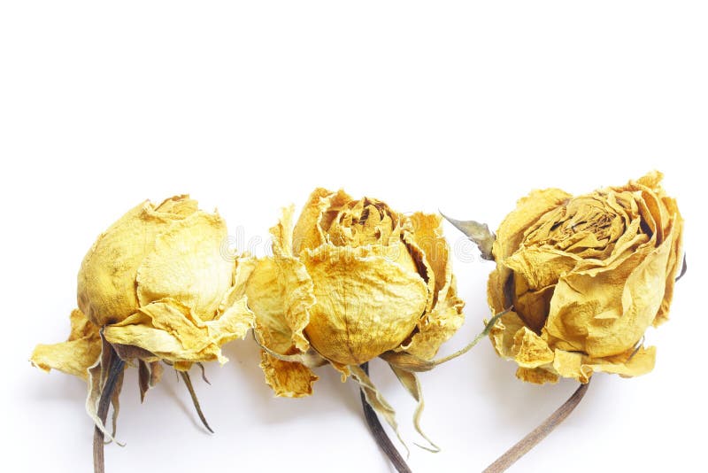 Dried yellow rose stock photo. Image of faded, blossom 55266384