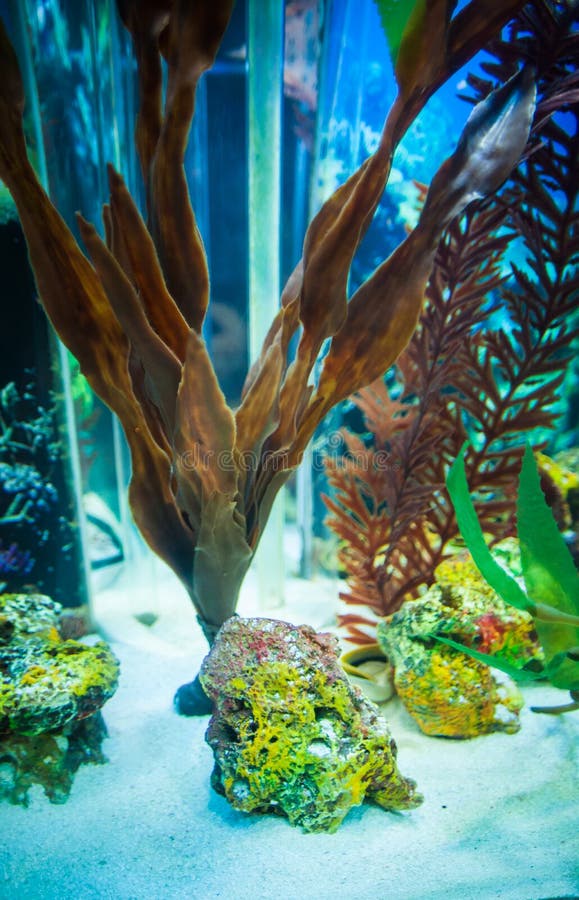 Driftwood Aquarium and Aquatic Weed in Underwater Stock Photo Image