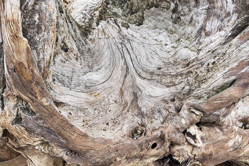 Driftwood Background Abstract