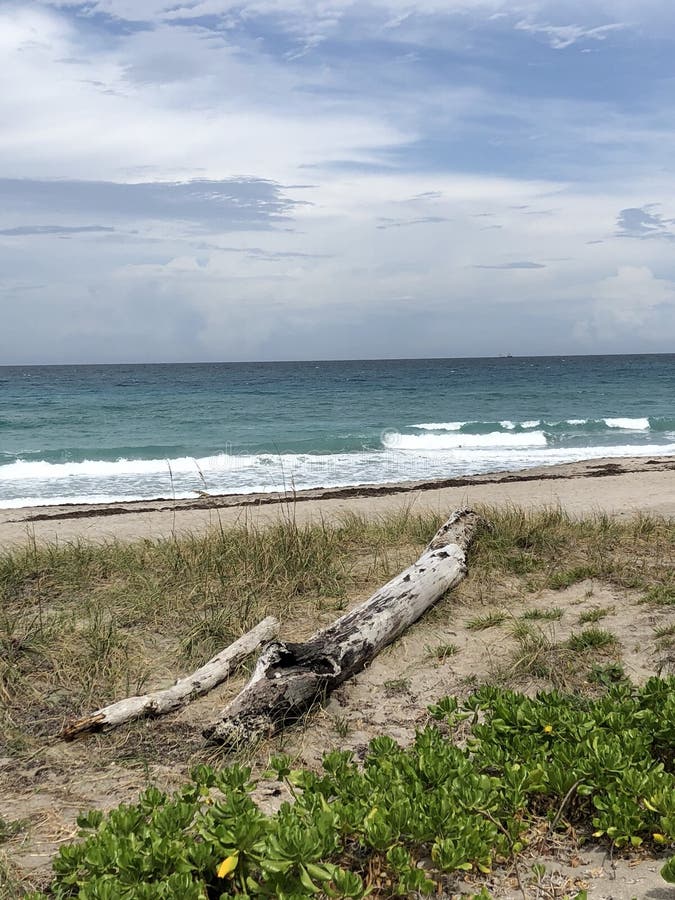 Driftwood on a Florida Beach Stock Photo Image of barefoot, driftwood