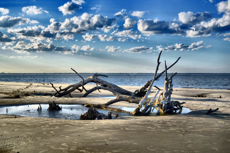 Driftwood Beach Jekyll Island, Stock Image Image of ocean 90176423