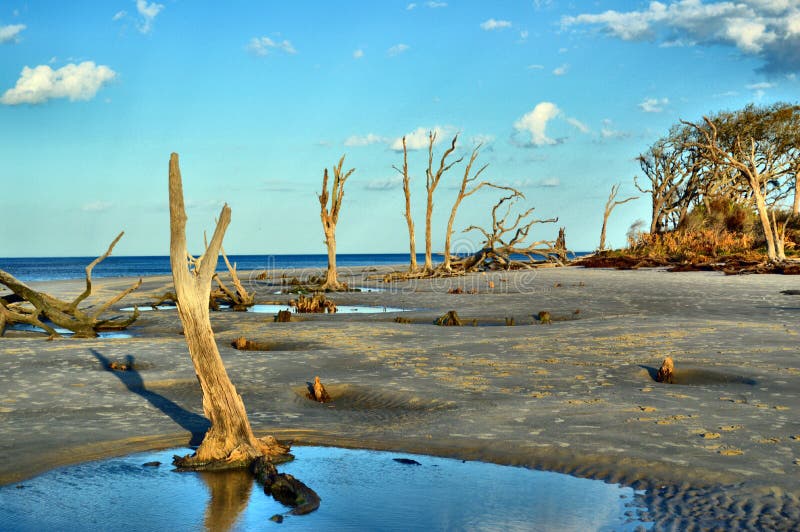 Driftwood Beach Jekyll Island, Stock Photo Image of reflection, wetland 90176660