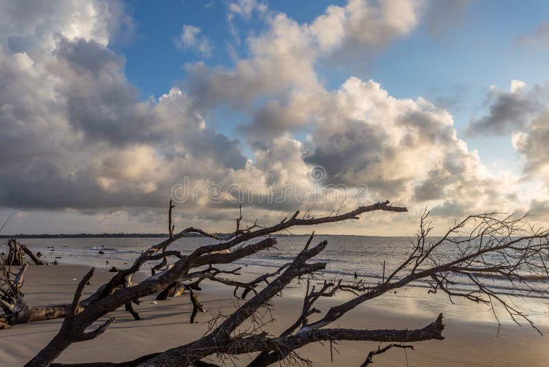 Driftwood Beach, Jekyll Island Stock Photo Image of island, light 57804836