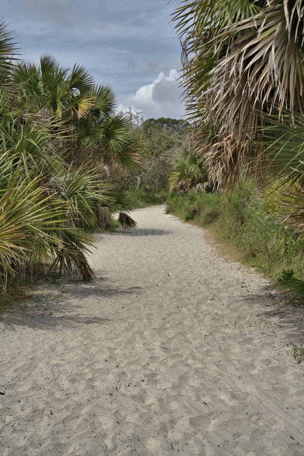 Driftwood beach jekyll island georgia usa. Chemin sablonneux menant à la plage sur l'île jekyll ga usa