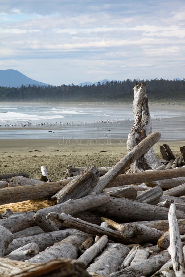 Beach and driftwood stock photo. Image of travel, seafront 19662024