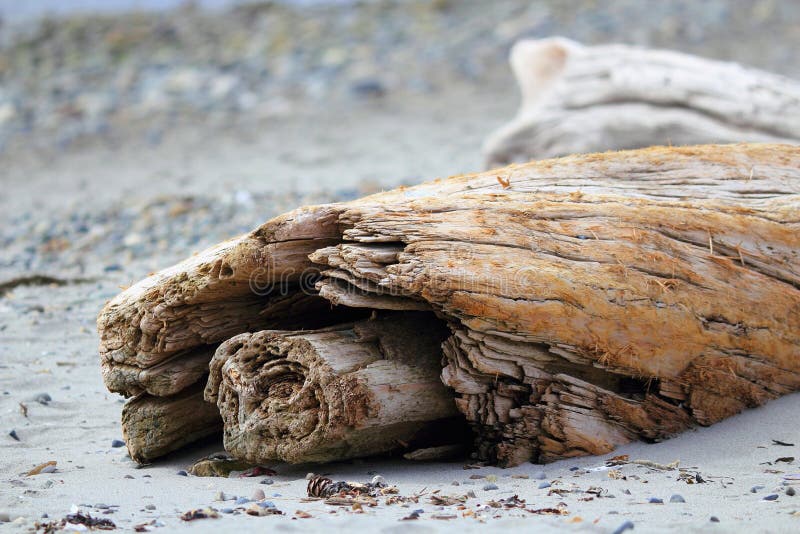 Driftwood on Beach, Witty`s Lagoon Regional Park, Vancouver Island, British Columbia stock photo Driftwood on Beach, Witty`s Lagoon Regional Park, Vancouver Island, British Columbia stock photo