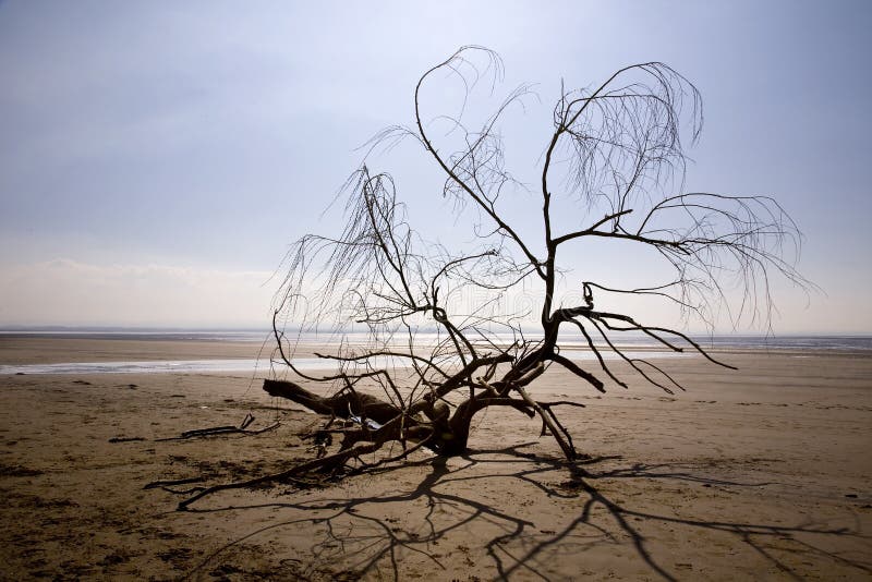 Driftwood branch on beach stock image. Image of backlighting 27325443