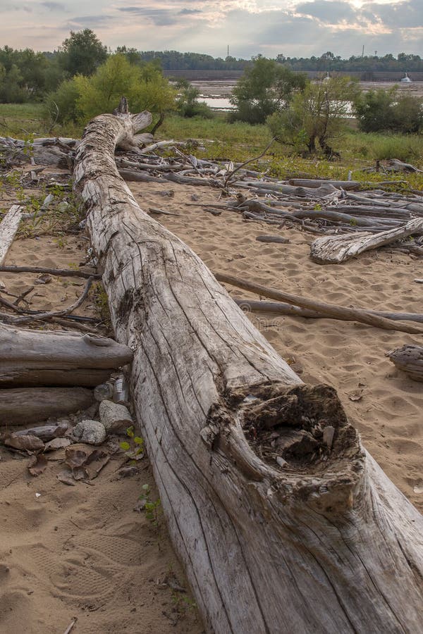 Driftwood stock image. Image of driftwood, riverbank 88930079