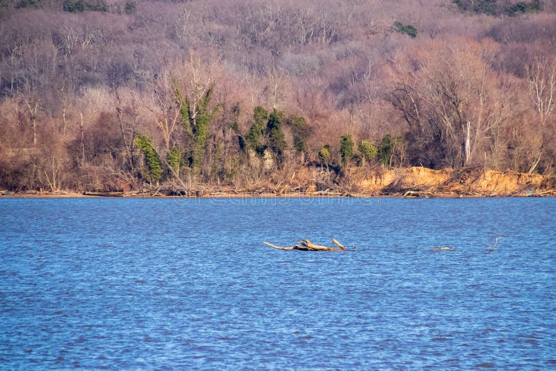 Shoreline of the Potomac River in Maryland Stock Photo Image of season, event 143451008