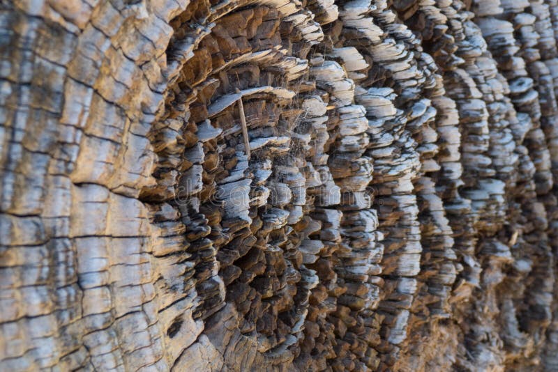 Driftwood macro stock photo. Image of nature, rotting 45811892