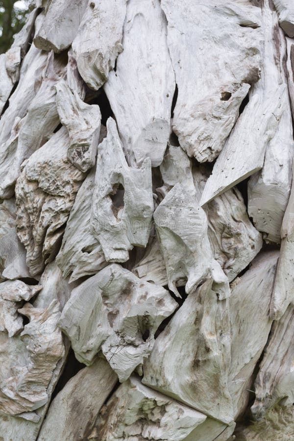 Driftwood Roots at the Park Stock Image Image of twist, tree 60277197