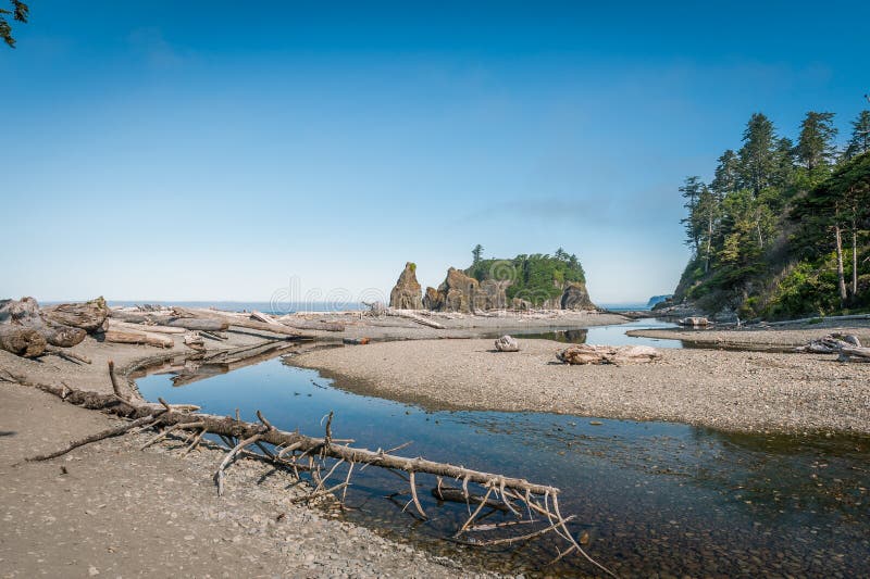 Driftwood in Ruby Beach stock photo. Image of biodiversity 85163090