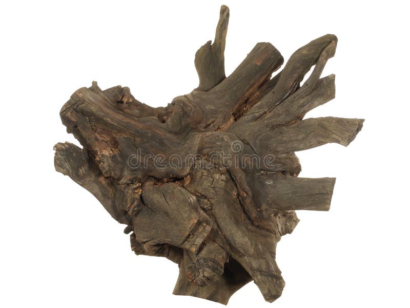 Driftwood tree stump isolated on white background royalty free stock image Driftwood tree stump isolated on white background royalty free stock image