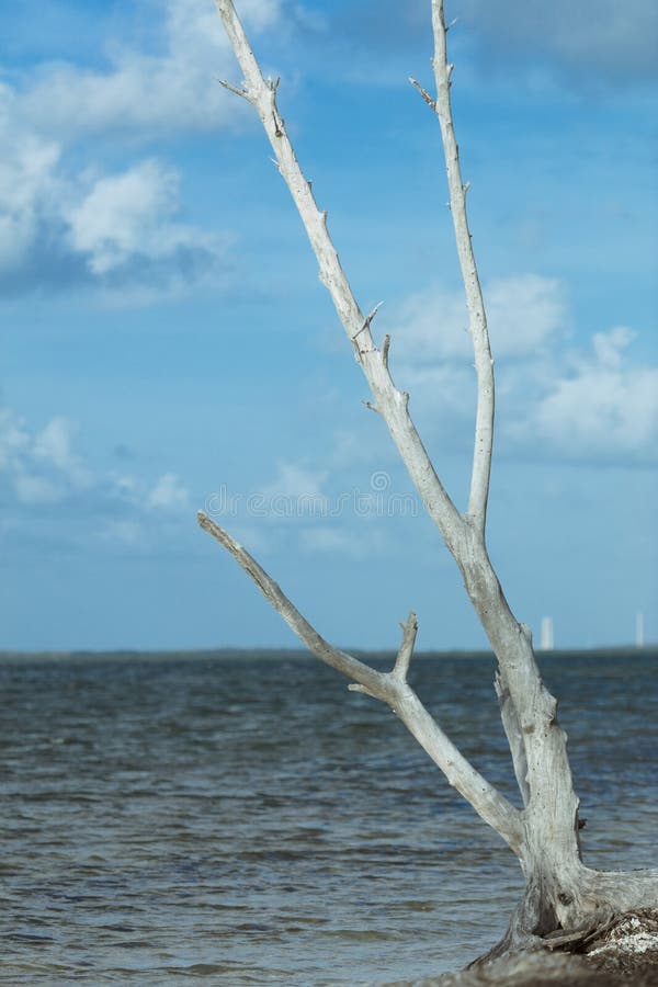 Driftwood на пляже на Sigsbee Key West Флориде стоковые изображения rf Driftwood на пляже на Sigsbee Key West Флориде стоковые изображения rf