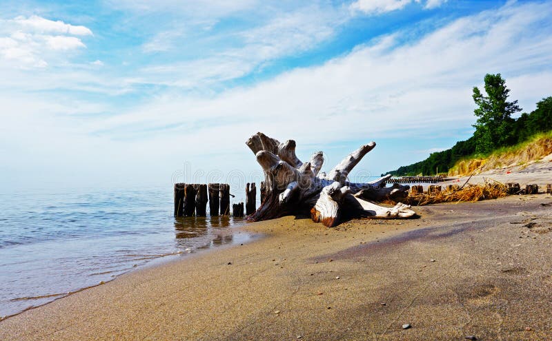 Drijfhout op Groen en Sandy Shore, het Meer van Michigan, de V.S. stock afbeelding Drijfhout op Groen en Sandy Shore, het Meer van Michigan, de V.S. stock afbeelding