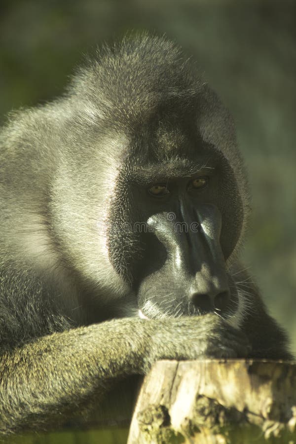 The Drill Mandrillus Leucophaeus. Stock Image Image of nature