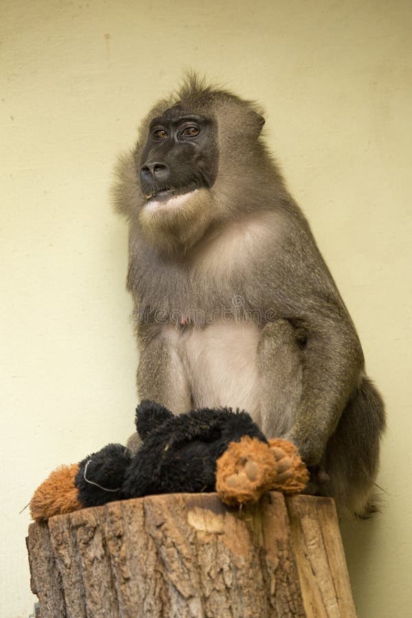 The Drill Mandrillus Leucophaeus. Stock Image Image of park, closeup