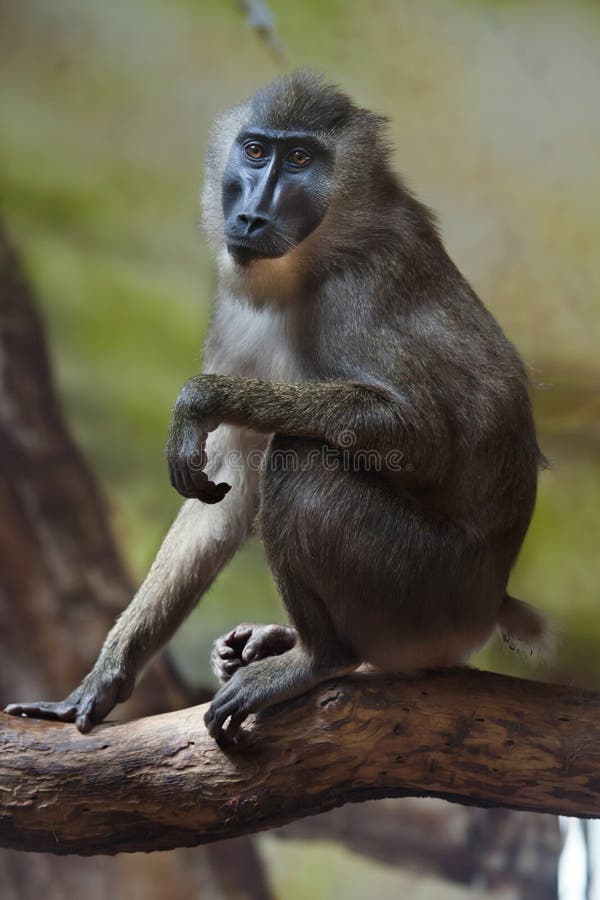 Drill Monkey (Mandrillus Leucophaeus). Stock Photo Image of nature
