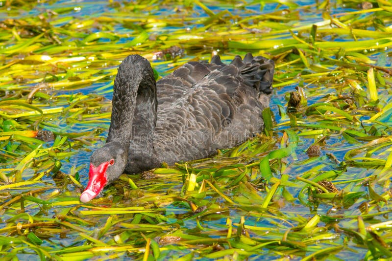 Drinkin da cisne preta fotos de stock Drinkin da cisne preta fotos de stock