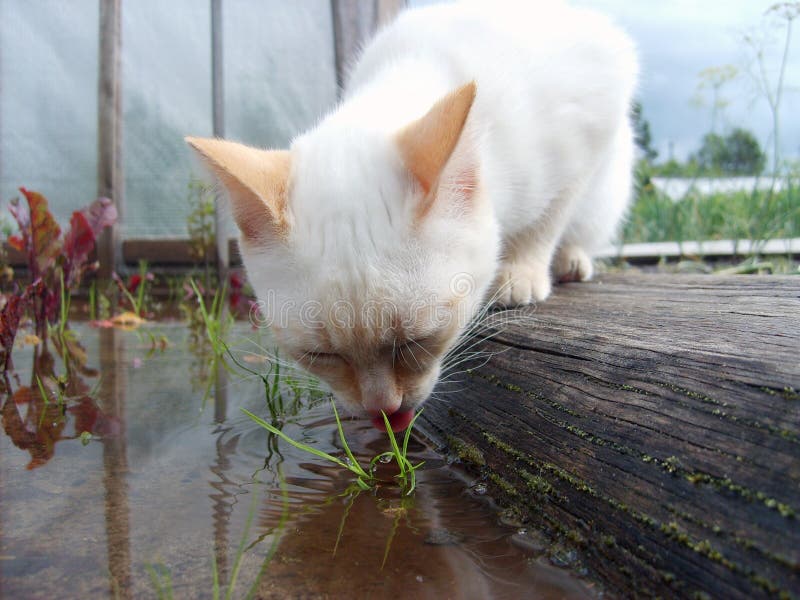 Drinking Cat stock photo. Image of beautiful, drink, animals 8543554