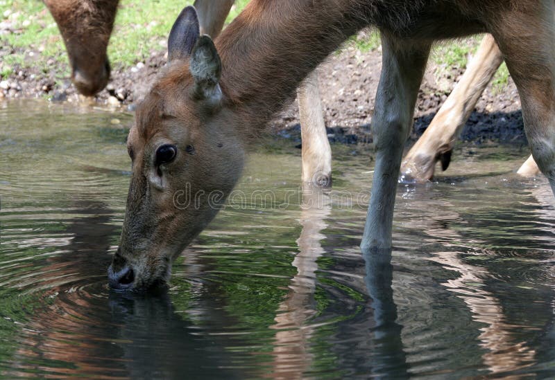 Drinking Deer stock image. Image of furry, bronx, animal 526549