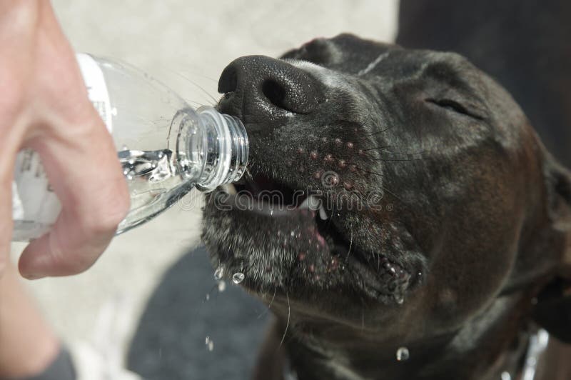 Drinking Dog stock photo. Image of eyes, mouth, bottle 71833898
