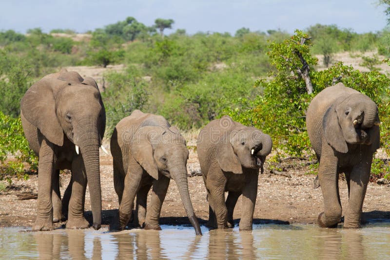 Drinking elephant