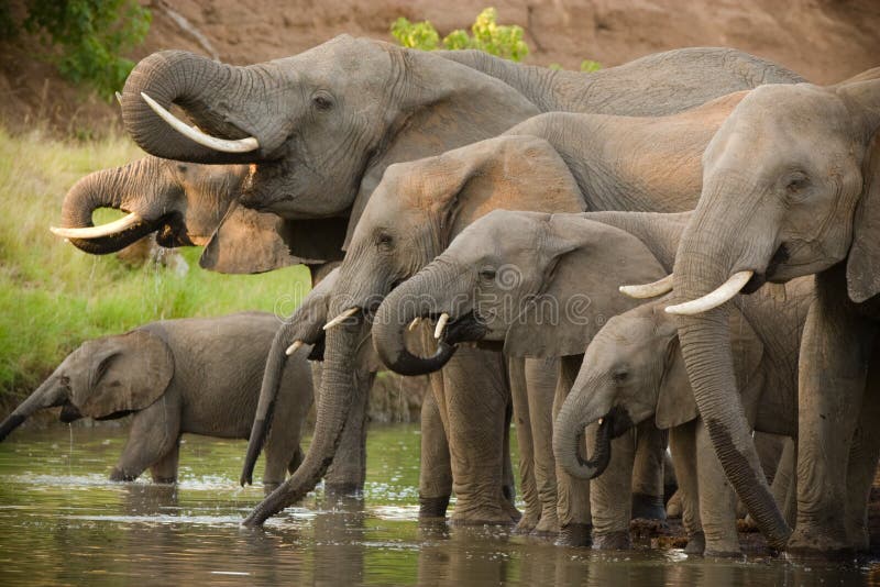 Drinking elephants