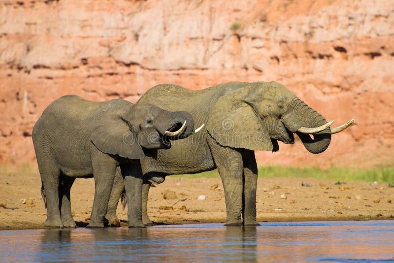 Drinking elephants royalty free stock image