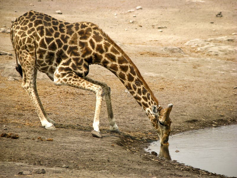 Drinking giraffe