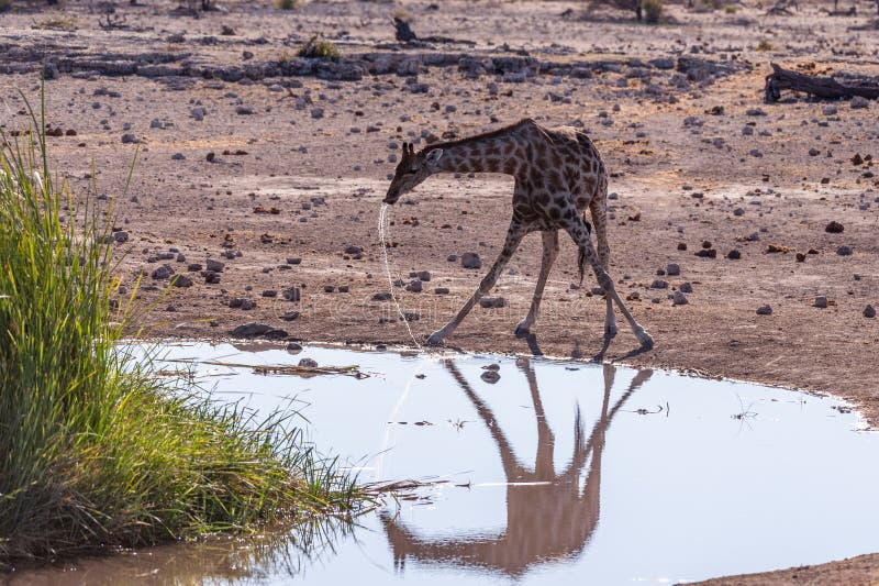 Drinking Giraffe near a waterhole. royalty free stock photography Drinking Giraffe near a waterhole. royalty free stock photography