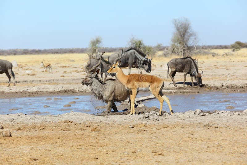 Drinking time at the waterhole royalty free stock images Drinking time at the waterhole royalty free stock images