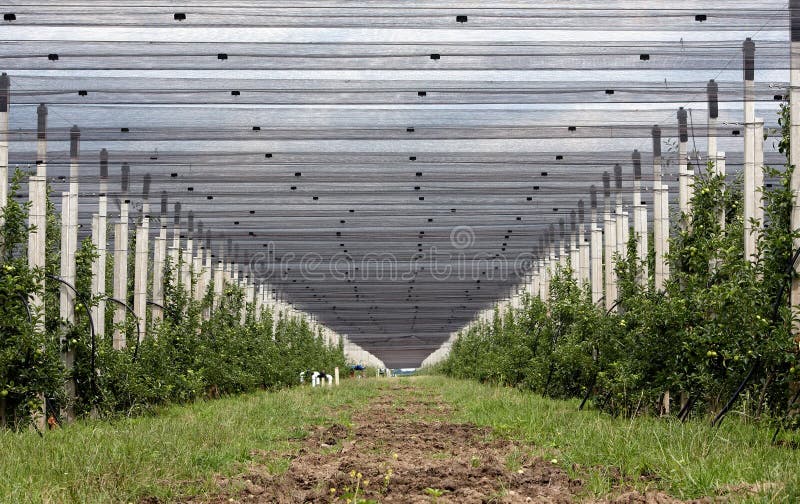 Drip irrigation