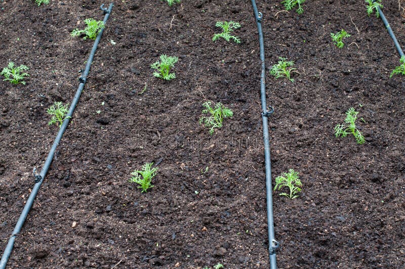 Drip Irrigation stock photo. Image of growth, farm, irrigation 35223464