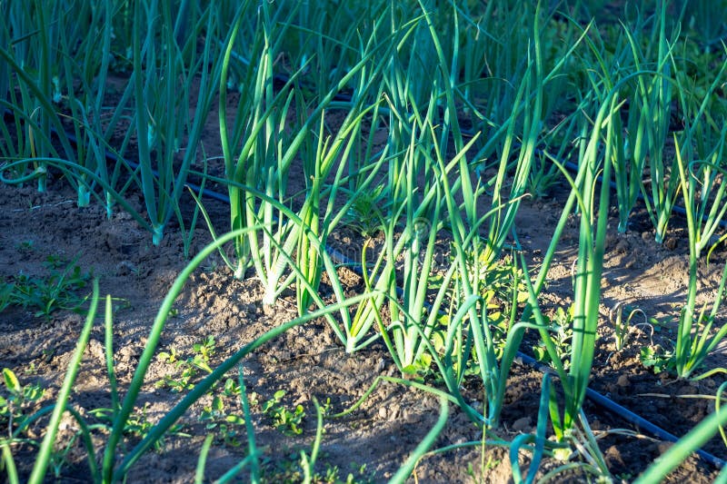 Drip Irrigation Pipe and Onions Stock Image Image of agricultural