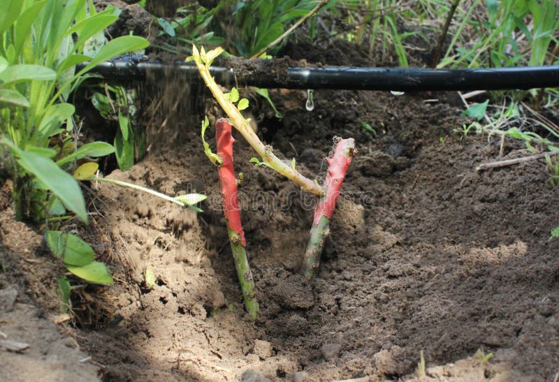 Drip Irrigation of a Rose Bush in the Backyard. a Rose Bush is Planted