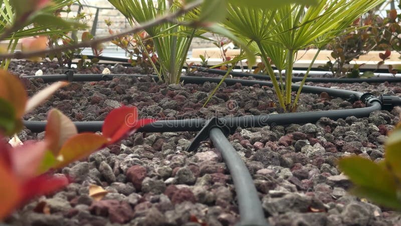 Drip Irrigation System in Decorative Garden stock video
